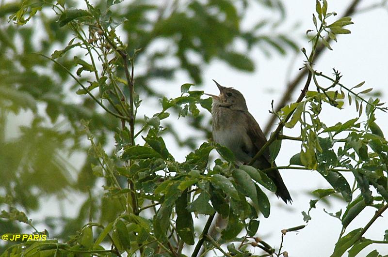 Locustella fluviatilis